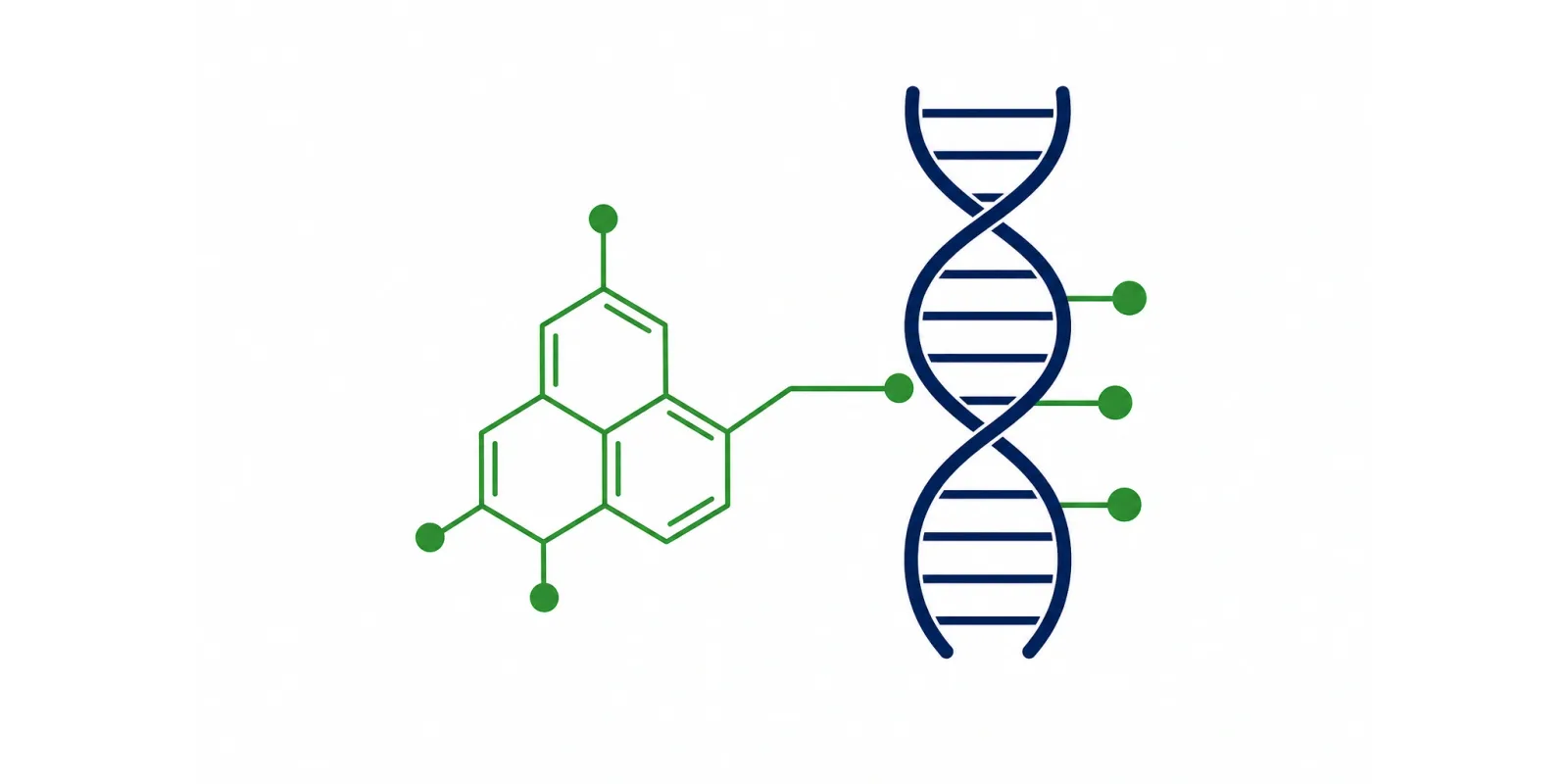 Ilustração de uma molécula de folato ligada a uma fita de DNA representando a metilação