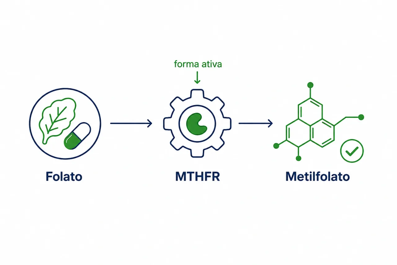 Infográfico mostrando o caminho do ácido fólico até a forma ativa metilfolato, passando pela enzima MTHFR