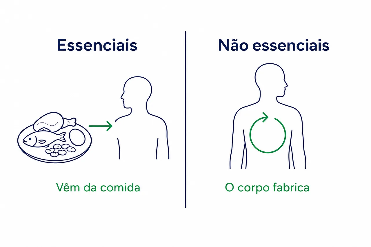 Ilustração comparando aminoácidos essenciais, que vêm da comida, e não essenciais, que o corpo fabrica