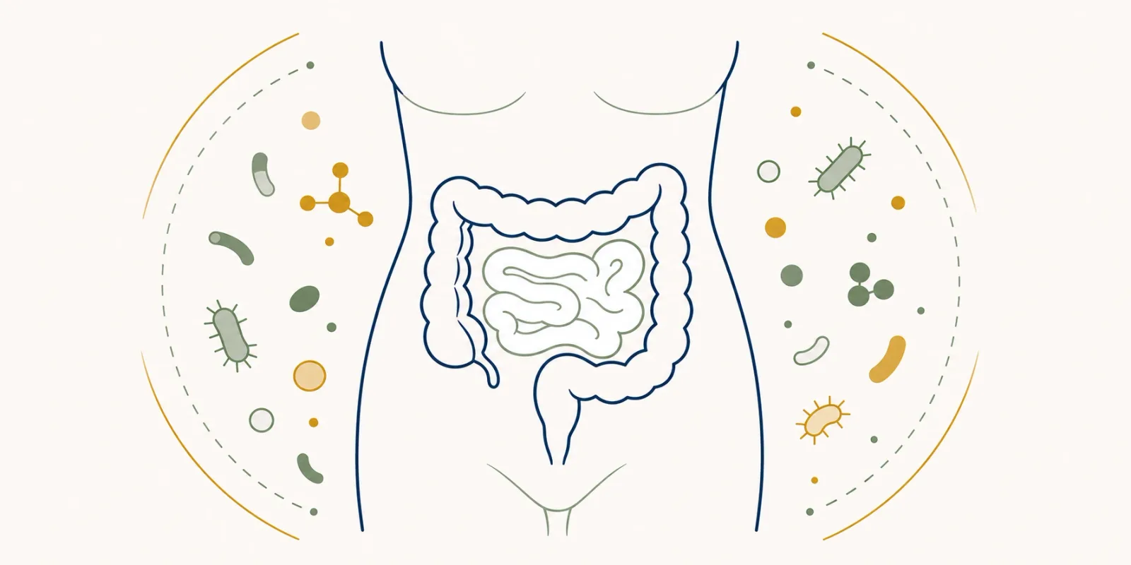 Ilustração de um abdômen esquemático com o intestino em destaque e a microbiota representada por pequenas formas ao redor