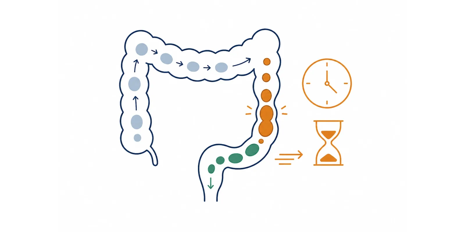 Ilustração de trânsito intestinal lento com ícone de tempo, em tom de alerta sóbrio