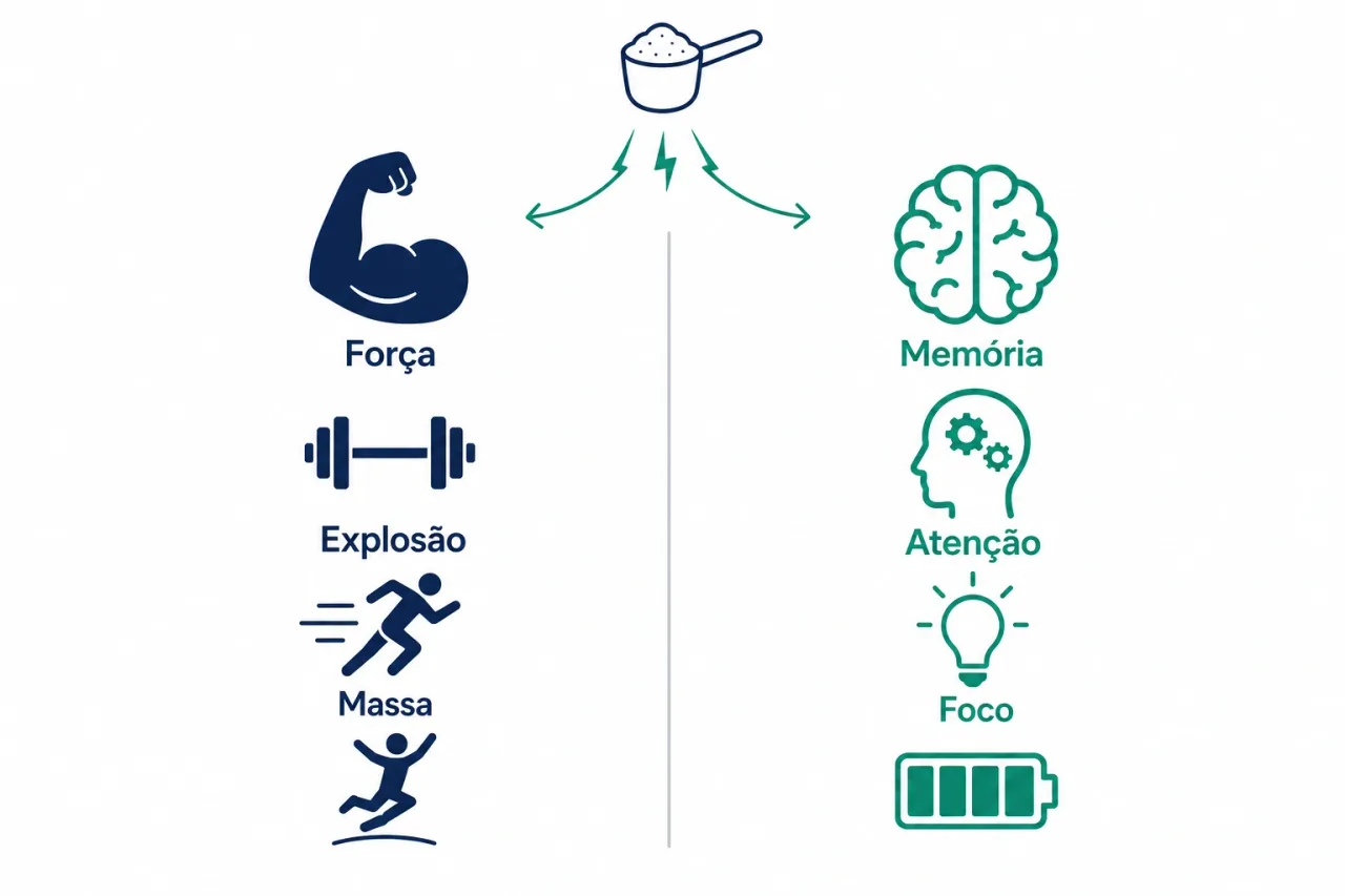 Infográfico comparando os dois papéis da creatina, energia para o músculo no esforço explosivo e energia para o cérebro na memória e atenção