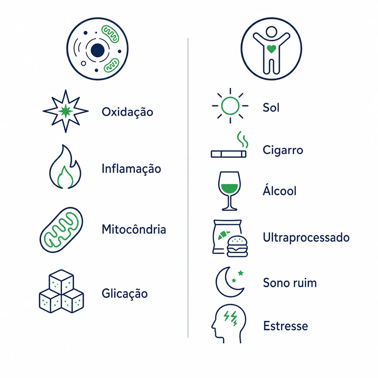 Infográfico mostrando os principais fatores que aceleram o envelhecimento do corpo, divididos em fatores internos e fatores do estilo de vida