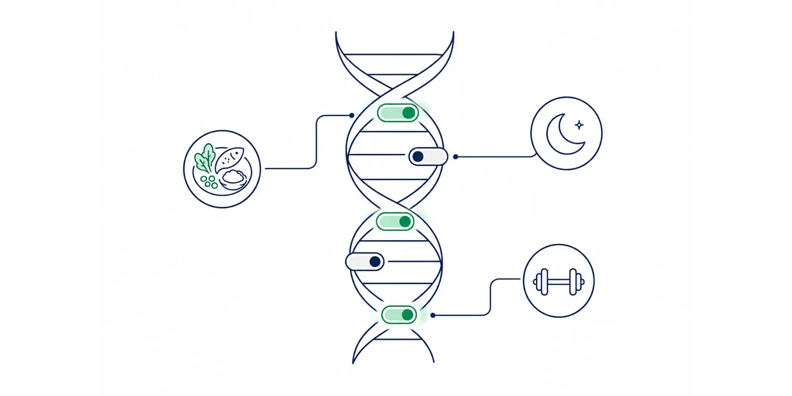 Epigenética: como seus hábitos ligam e desligam seus genes