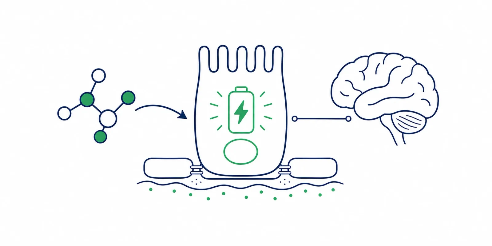 Ilustração da glutamina como combustível das células do intestino, com a célula intestinal ao centro e uma seta de energia