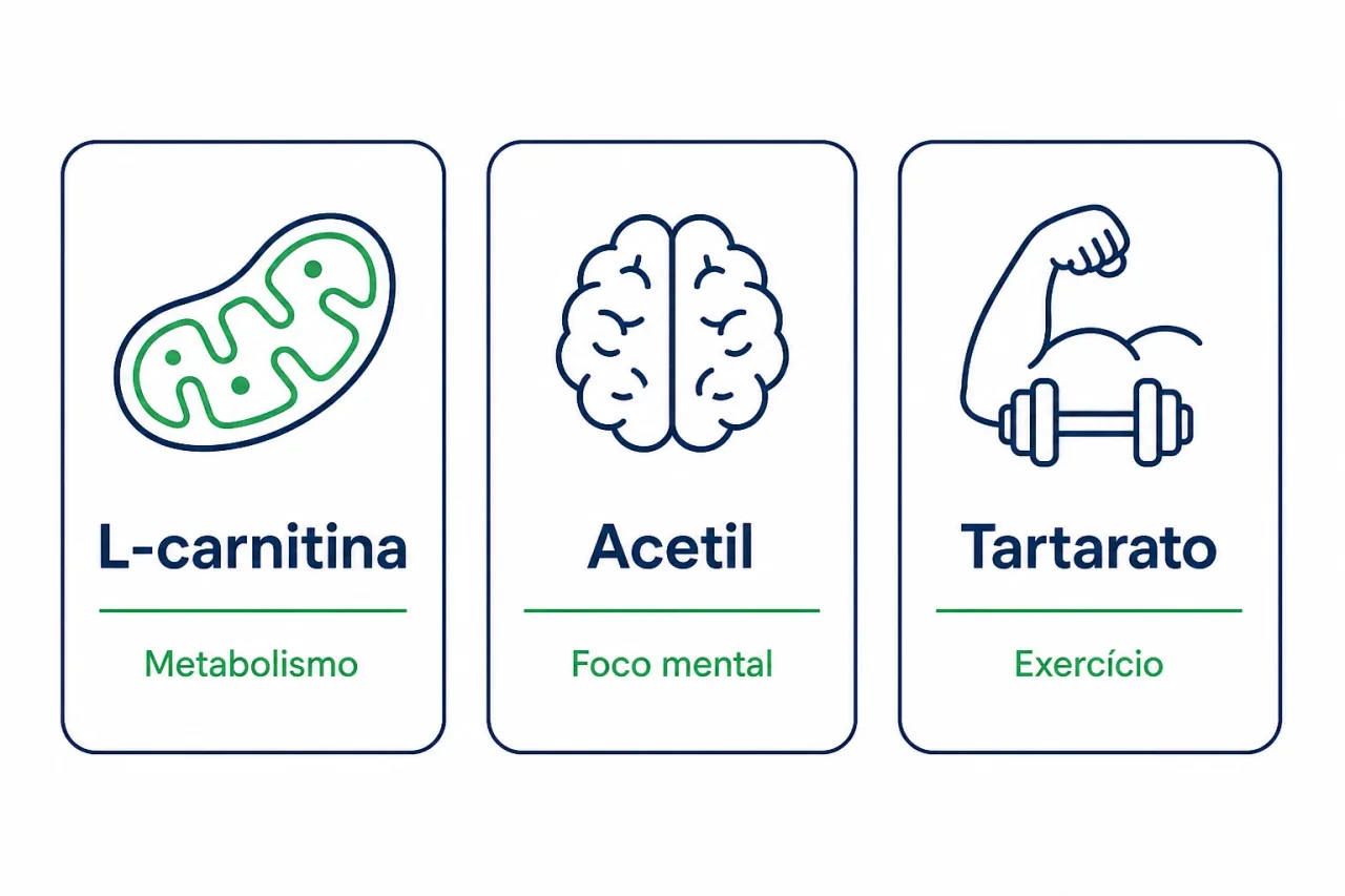 Infográfico comparando as três formas de carnitina, L-carnitina para metabolismo, acetil para foco mental e tartarato para exercício