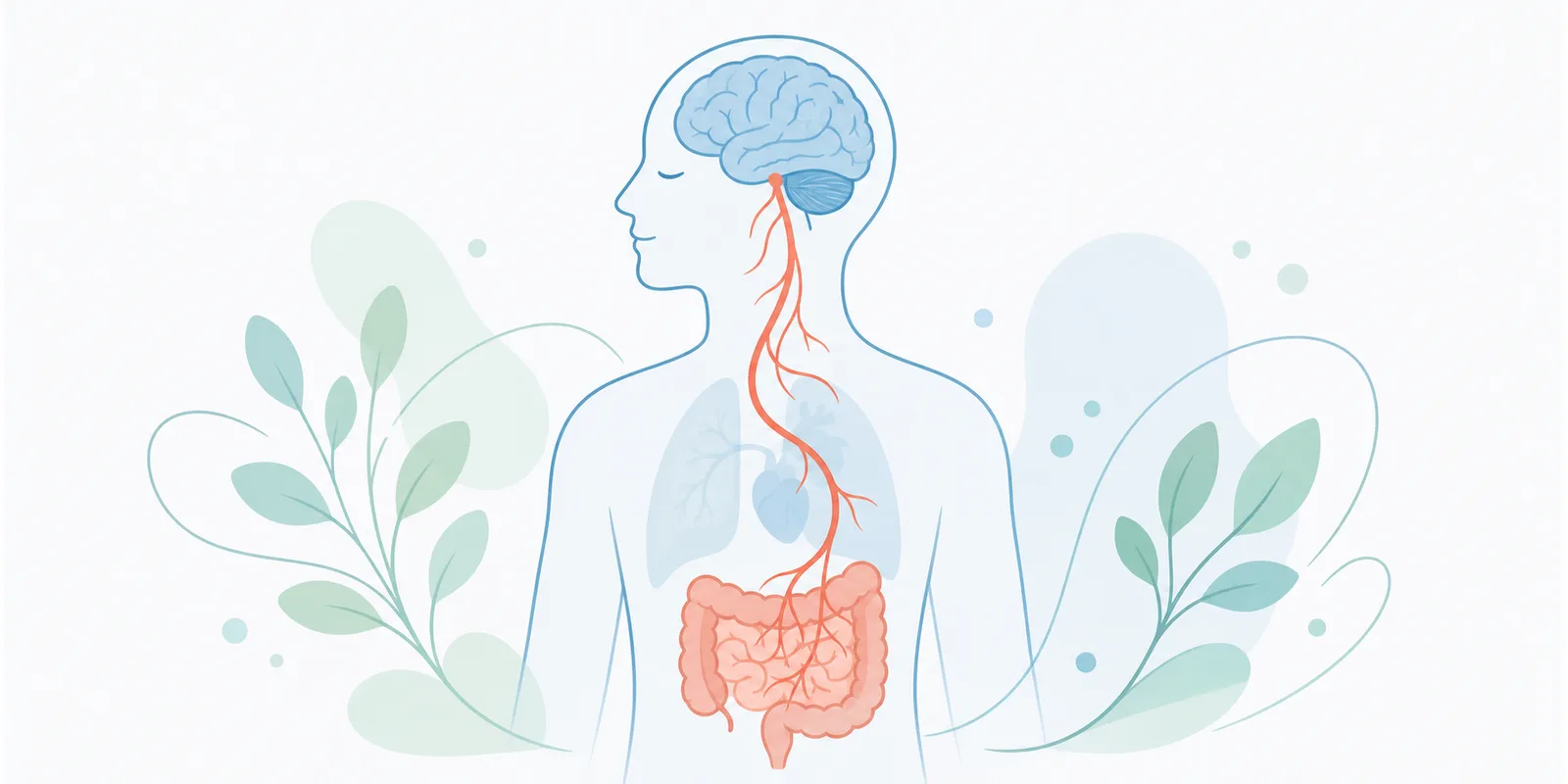 Nervo vago: o que é, função e como estimular o eixo intestino-cérebro