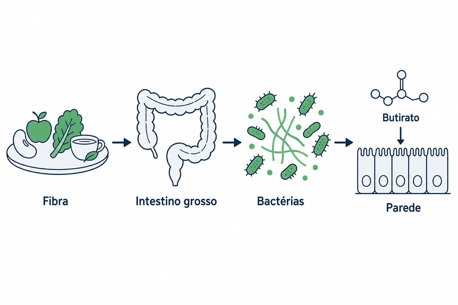 Infográfico mostrando como funcionam os prebióticos, com a fibra chegando ao intestino grosso, a fermentação pelas bactérias, a produção de butirato e a proteção da parede intestinal