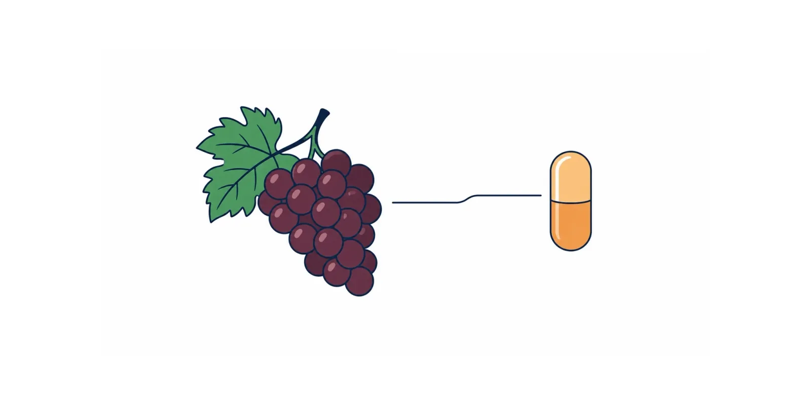 Ilustração de uvas tintas e uma cápsula de resveratrol, remetendo ao antioxidante e à longevidade