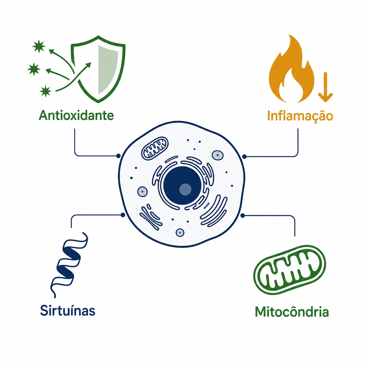 Infográfico mostrando onde o resveratrol age na célula: antioxidante contra radicais livres, regulação da inflamação, ativação de sirtuínas e mitocôndria