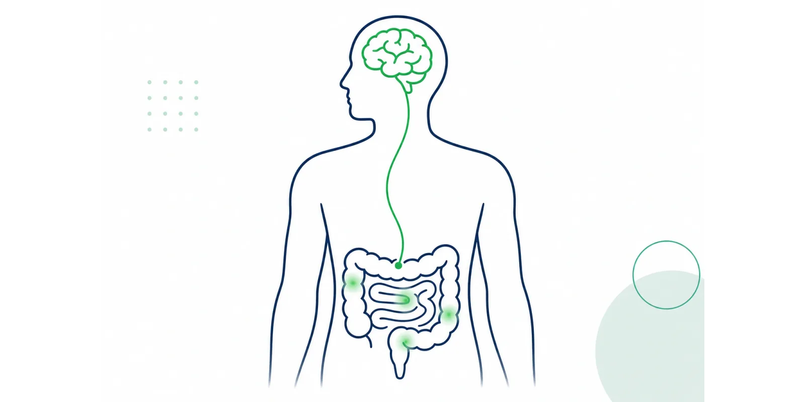 Ilustração da síndrome do intestino irritável, com a conexão entre intestino e cérebro