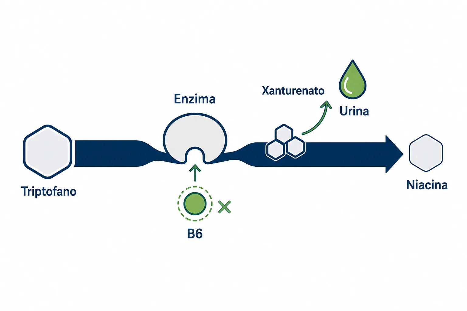 Infográfico explicando o marcador funcional da vitamina B6, com a via do triptofano travando por falta de B6 e o acúmulo de ácido xanturênico na urina