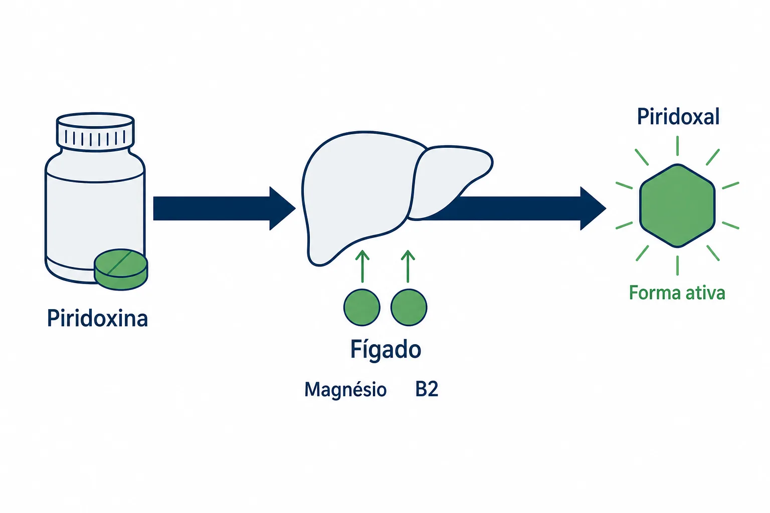 Infográfico mostrando a piridoxina virando piridoxal 5-fosfato, a forma ativa da vitamina B6, em uma etapa que depende de magnésio e vitamina B2